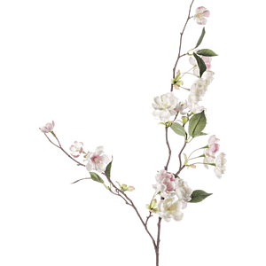 Peach blossom