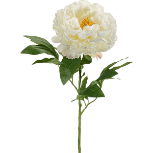 Peony