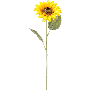 Zonnebloem