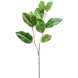 Salal