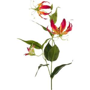 Gloriosa