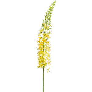 Eremurus