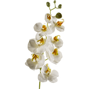 Vlinderorchidee