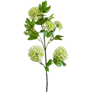 Viburnum