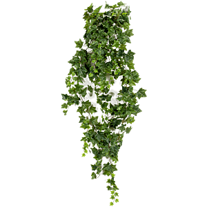 Klimop