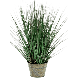Wild Gras