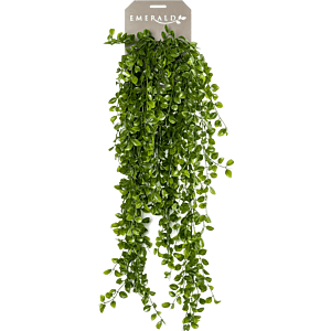 Klimficus
