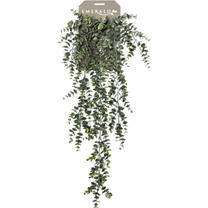 Eucalyptus