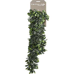 Crassula
