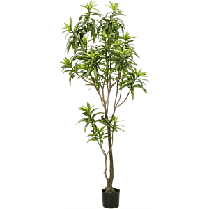 Dracaena