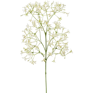 Saxifraga