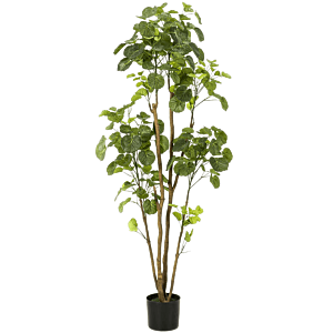 Polyscias