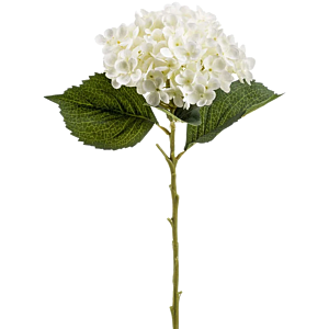 Hydrangea Annabelle