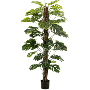 Monstera