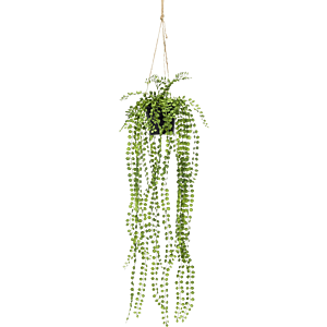 Klimficus