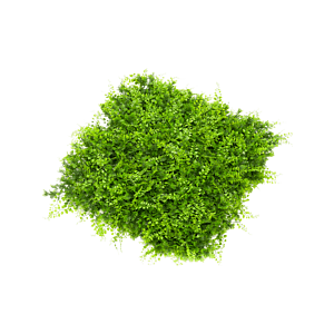 Fern Juniperus