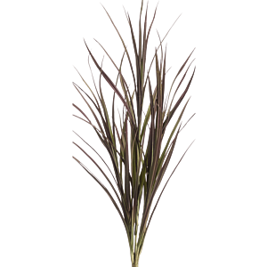 Gras