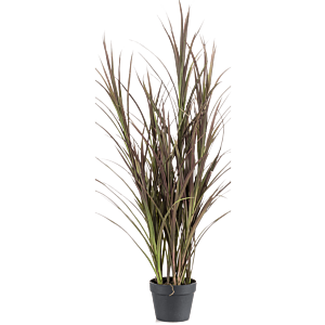 Gras