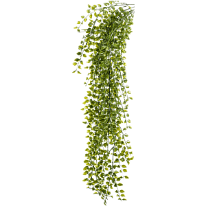 Klimficus