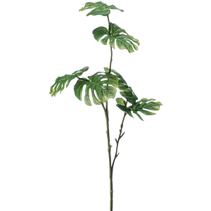 Mini Monstera