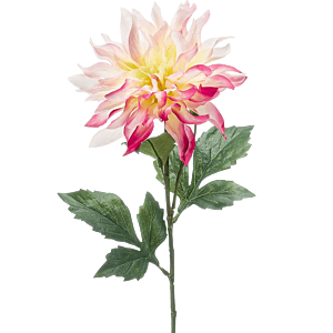 Dahlia