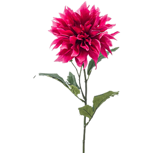 Dahlia