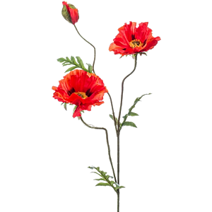 Poppy