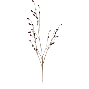 Sanguisorba