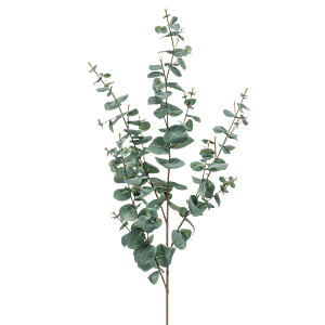 Eucalyptus
