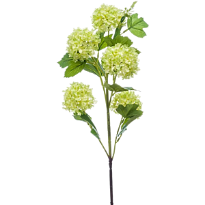 Viburnum
