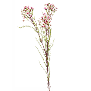 Wax Flower