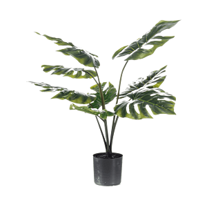Monstera