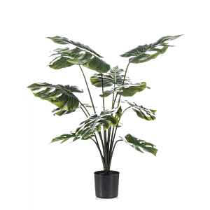 Monstera