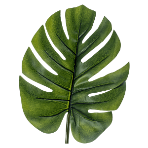 Monstera