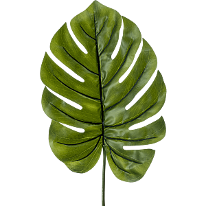 Monstera