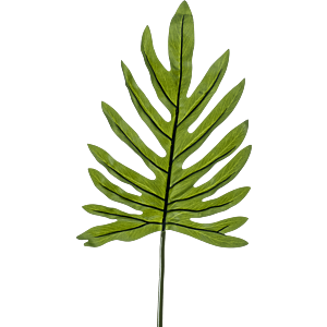 Philodendron