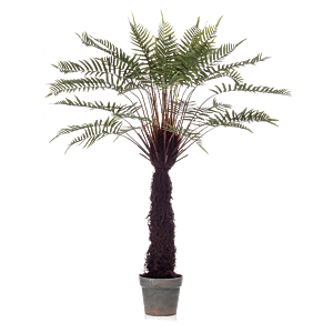 Boomvaren (Dicksonia)