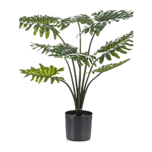 Philodendron