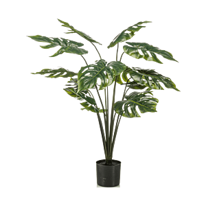 Monstera
