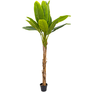 Bananenplant