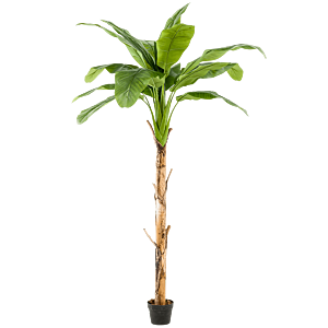 Bananenplant