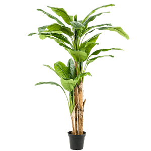 Bananenplant