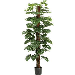 Monstera