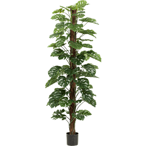 Monstera