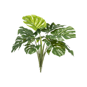 Monstera