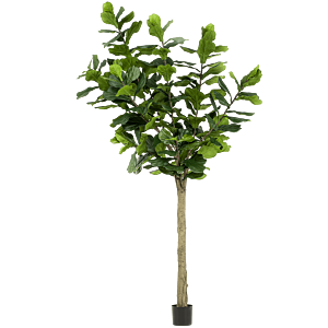 Ficus Lyrata