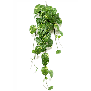 Scindapsus