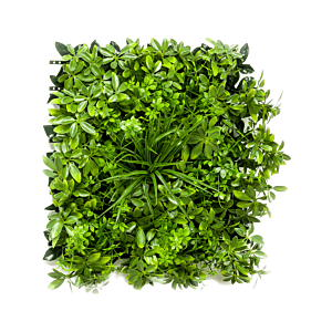 Schefflera