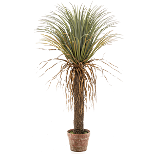Yucca