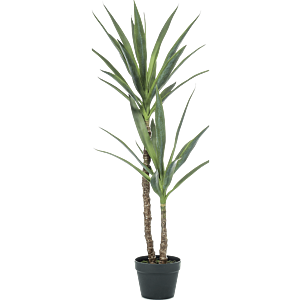 Yucca